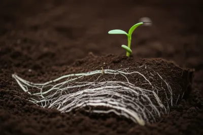 Illustration mould - Image 1