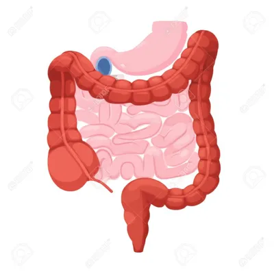 Illustration viscera - Image 1