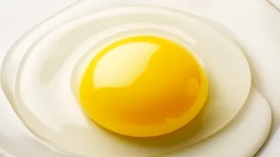 Illustration yolks - Image 1