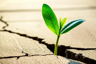 Hình ảnh minh họa vector - Ảnh 1