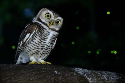 Illustration observant