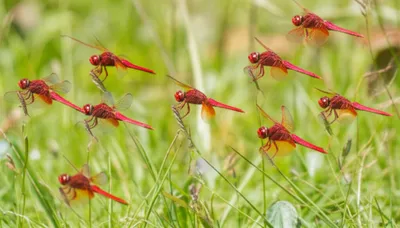 Illustration anhingas - Image 1