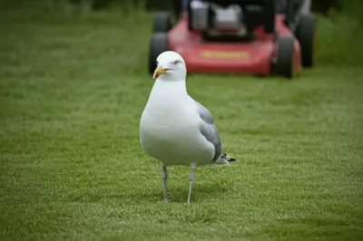 Illustration mow - Image 1