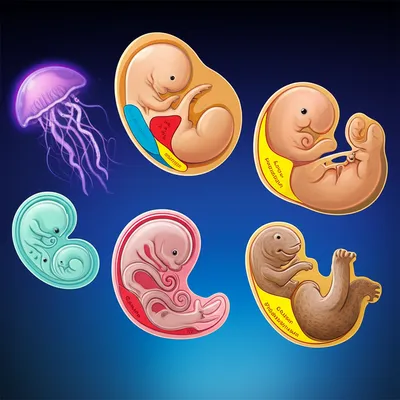 Illustration metazoan - Image 1