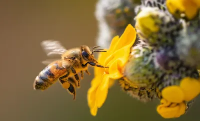 Illustration humming - Image 1