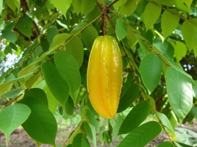 Illustration carambola