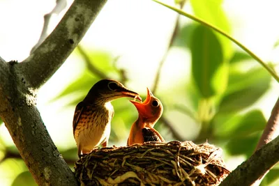 Illustration feeds - Image 1