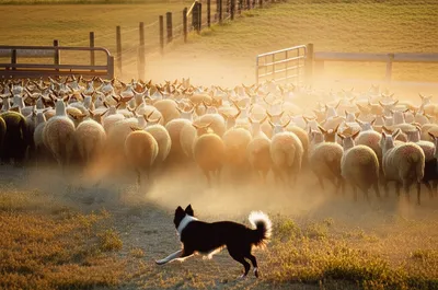 Illustration herding - Image 1