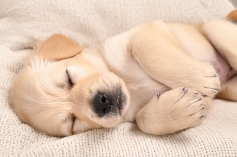 Illustration visuelle du mot « rest » - Repos, sommeil