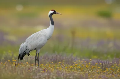 Illustration demoiselle - Image 1