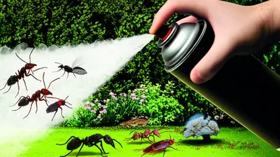 Illustration insecticide