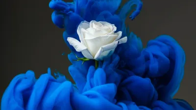 Illustration dip - Image 1