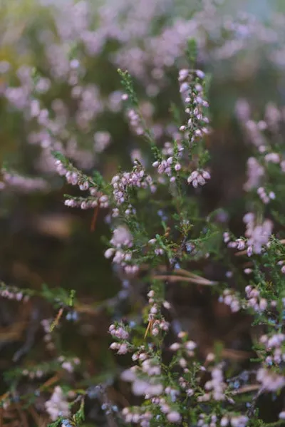 Illustration calluna - Image 2