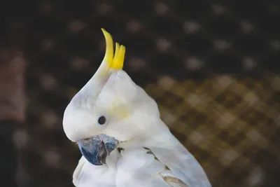 Illustration cockatoo - Image 1