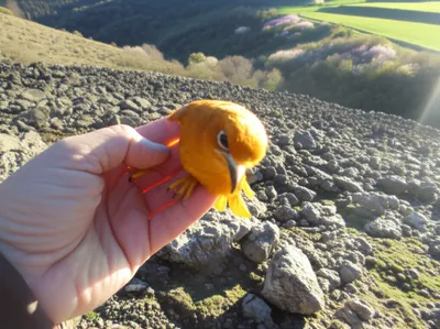 Illustration sacrifices - Image 1