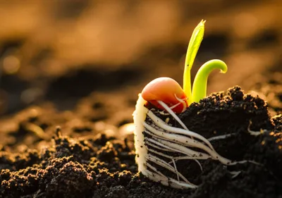 Hình ảnh minh họa quicken - Ảnh 1