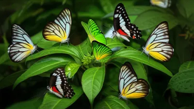 Illustration albatrosses - Image 1