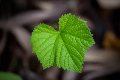 Illustration leaflets - Image 1