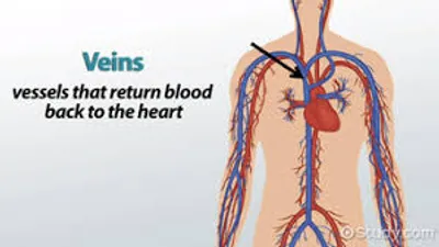 Illustration vein - Image 2