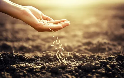 Illustration sow - Image 1