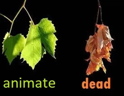 Hình ảnh minh họa animate - Ảnh 4