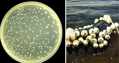 Illustration substrate - Image 1