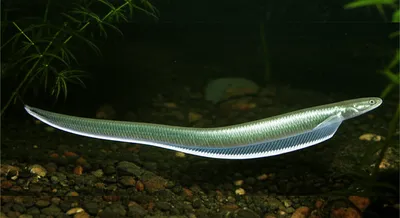 Illustration eel - Image 1