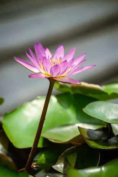 Illustration flourishes - Image 2