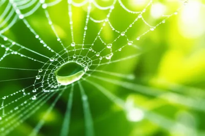 Illustration delicacy