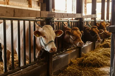 Illustration sealing - Image 1