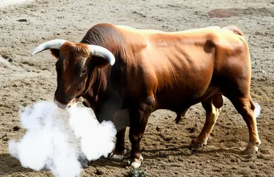 Illustration belled - Image 1