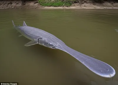 Illustration spoonbill - Image 1