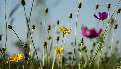 Illustration mean - Image 1