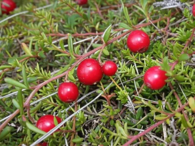 Illustration cranberries