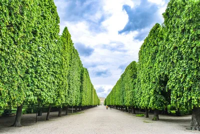 Illustration trimmed - Image 2