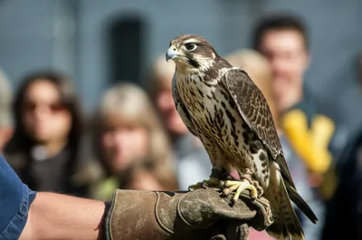 Hình ảnh minh họa man - Ảnh 1