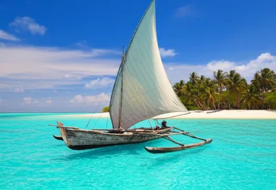 Illustration dhoni - Image 1