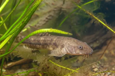 Illustration umbra - Image 1