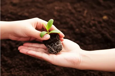 Illustration sharing - Image 1