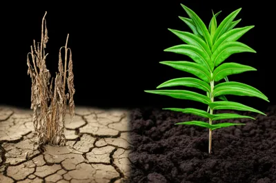 Illustration sucking - Image 1