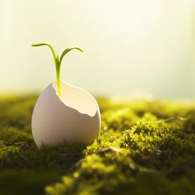 Illustration gone - Image 1