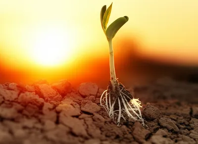 Illustration commences - Image 1