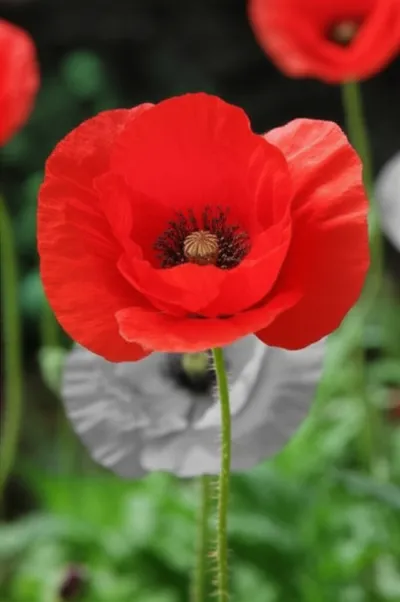 Illustration saturate - Image 1