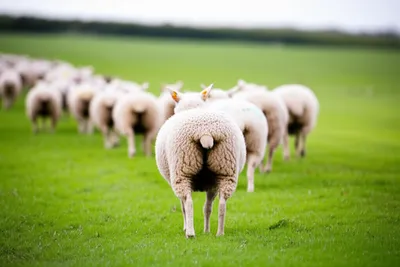 Illustration hindmost - Image 1