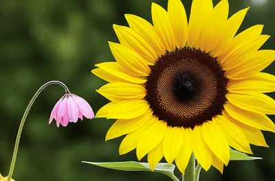 Illustration subscribed - Image 1