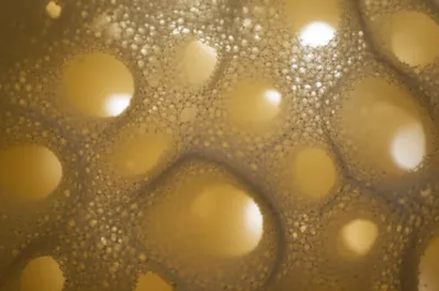 Illustration sponge - Image 1