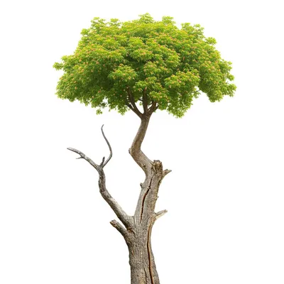 Illustration regenerated