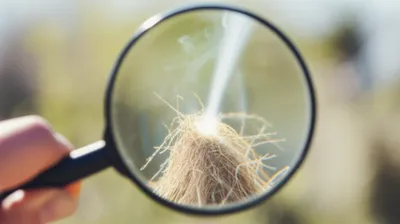 Illustration focusses - Image 1