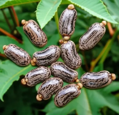 Illustration palmate