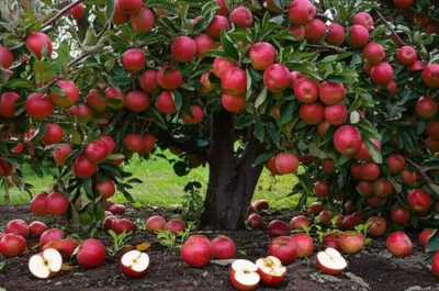 Illustration fruit - Image 1